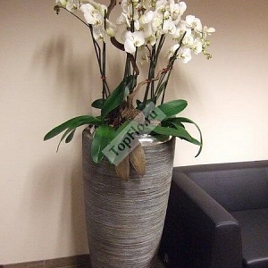 Белые орхидеи для декора интерьера