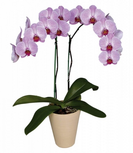 Орхидея светло розовая