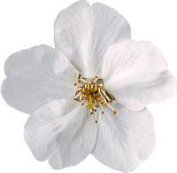 Белые цветы: символика и традиции
