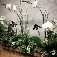 Декор гостиной цветами и растениями