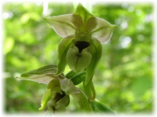В Сочи нашли новый вид лесной орхидеи