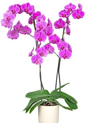 Орхидея фаленопсис розовая 2 ствольная