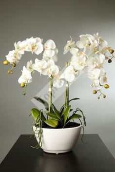 Белые орхидеи для оформления интерьера
