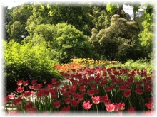 «Аптекарский огород» ждет посетителей на Весенний фестиваль цветов