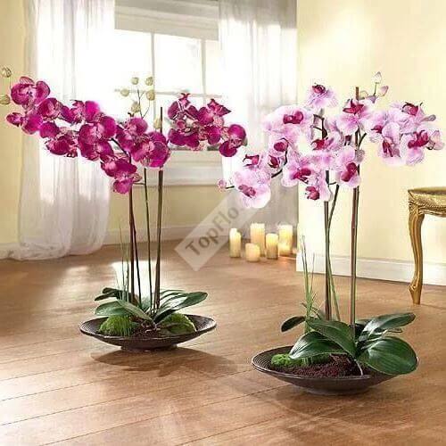 Оформление квартиры розовыми орхидеями