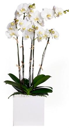 Орхидея фаленопсис белая 1 ствольная