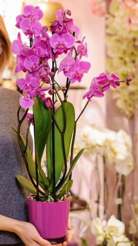 Композиця из орхидей в кашпо