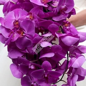 Каскадный букет невесты из фиолетовой орхидеи фаленопсис