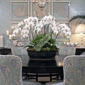 Оформление гостиной белыми орхидеями