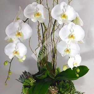 Белые орхидеи для декора гостиной