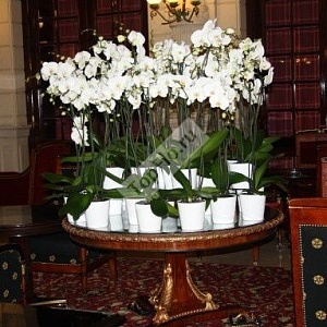 Оформление гостиничного холла белыми орхидеями