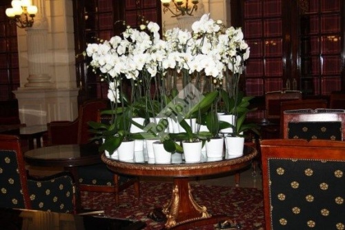 Оформление гостиничного холла белыми орхидеями