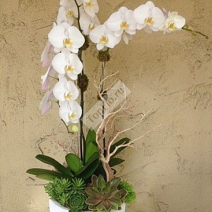 Белые орхидеи для дома и офиса