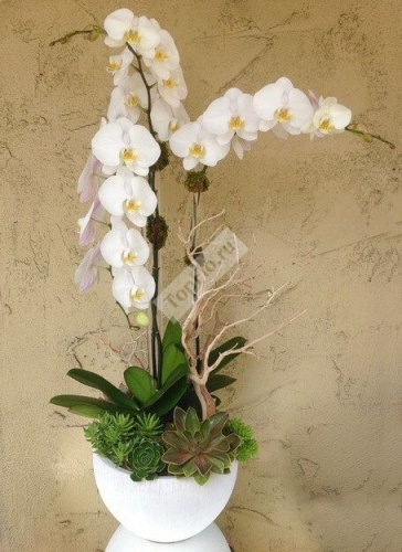 Белые орхидеи для дома и офиса