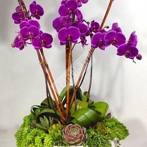 Сиреневые орхидеи для оформления дома