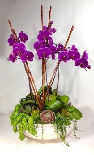 Сиреневые орхидеи для оформления дома