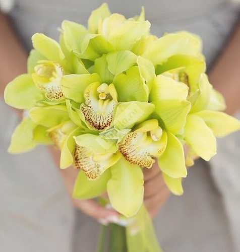 Жёлтой зеленый букет невесты из орхидеи цимбидиум