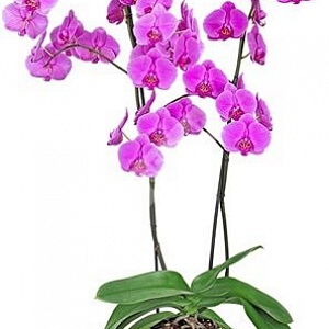 Орхидея фаленопсис розовая 2 ствольная