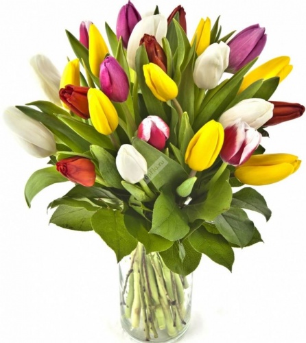 Букет микс из разноцветных 25 тюльпанов