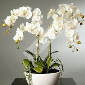 Белые орхидеи для оформления интерьера