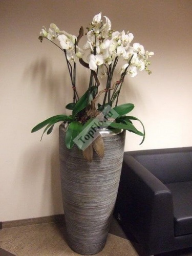 Белые орхидеи для декора интерьера