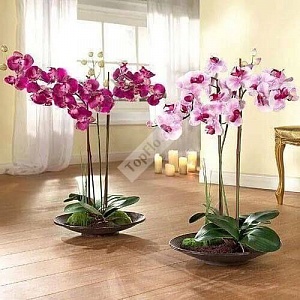 Оформление квартиры розовыми орхидеями