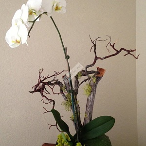 Цветочная композиция для офиса с белой орхидеей