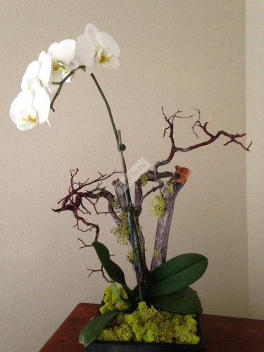 Цветочная композиция для офиса с белой орхидеей