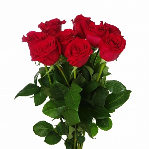 Букет из 10 красных роз