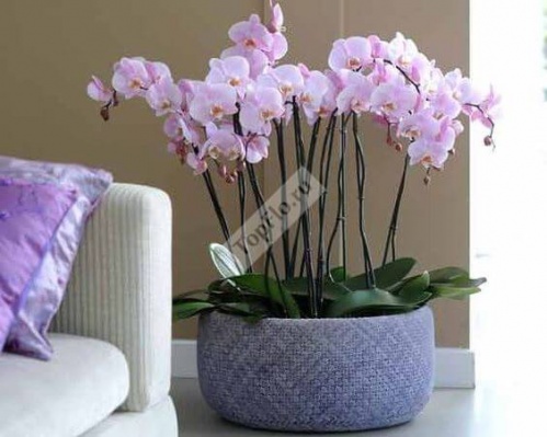 Оформление квартиры сиреневыми орхидеями