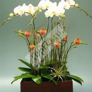 Цветочная композиция с орхидеями в кашпо для офиса